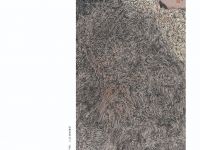 d56 d56