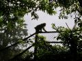 Lucia Colombo Mount Emei s habitants in the mist1