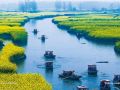                                                    sea of rapeseed flowers     xinghua qianduo scenic area in taizhou       