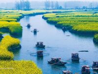                                                    sea of rapeseed flowers     xinghua qianduo scenic area in taizhou       