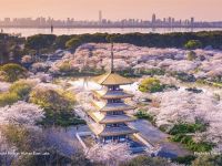                                           splendid cherry blossoms     moshan cherry blossom park at wuhan east lake