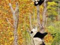                            china   s national treasure     giant pandas